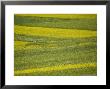 People In A Rapeseed Field, Qinghai, China by David Evans Limited Edition Print