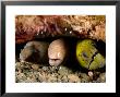 Three Species Of Moray Eel All Sharing The Same Hole, Bali, Indonesia by Tim Laman Limited Edition Print