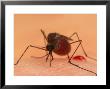 A Biting Female Mosquito With Her Abdomen Filled With A Blood Meal by Darlyne A. Murawski Limited Edition Print