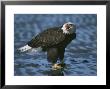 Bald Eagle Vocalizing by John Eastcott & Yva Momatiuk Limited Edition Pricing Art Print