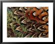 Close-Up Of Pheasant Feathers, Medicine Rocks, Montana by Darlyne A. Murawski Limited Edition Pricing Art Print