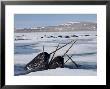 Narwhals Come Up In Seal Holes And Rotten Ice To Catch A Breath by Paul Nicklen Limited Edition Pricing Art Print