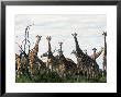 Giraffe Milling On Alexander Douglas Ranch by Loomis Dean Limited Edition Print