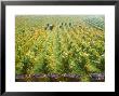 Overall View Of French Vineyard During Harvest In Cote De Nuits Section Of Burgundy by Carlo Bavagnoli Limited Edition Print