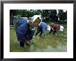 Women Planting Rice In Paddy, Kurobe, Toyama Prefecture by Ted Thai Limited Edition Print