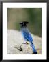 Steller's Jay (Cyanocitta Stelleri), Rocky Mountain National Park, Colorado by James Hager Limited Edition Print