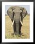 Front View Of African Elephant With A Pierced Ear, Masai Mara National Reserve, East Africa, Africa by James Hager Limited Edition Print