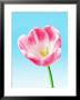 A Pink Tulip by Peter Howard Smith Limited Edition Pricing Art Print