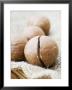 Macadamia Nuts by Frank Tschakert Limited Edition Print