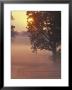 Foggy Sunrise On Horse Farm, Kentucky by Kent Foster Limited Edition Print