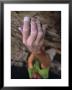 Hand Reaches Up For A Small Hold On A Rock Climb In Wyoming by Bobby Model Limited Edition Print