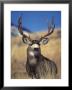 Mule Deer Buck, Yellowstone National Park, Montana by Michael S. Quinton Limited Edition Print