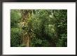 Rain Forest Tree With Bromeliad Plants, Costa Rica by Michael Melford Limited Edition Print