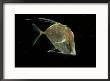 A Lookdown Fish by George Grall Limited Edition Print
