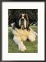 Portrait Of A Saint Bernard Dog by Steve Winter Limited Edition Pricing Art Print