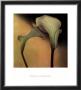 Calla Lily Iii by Carnochan Limited Edition Print