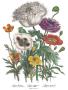 Papaver Horridum by Jane W. Loudon Limited Edition Pricing Art Print