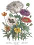 Papaver Horridum by Jane W. Loudon Limited Edition Print