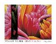 A Tulip's Dream by Warren Salter Limited Edition Print