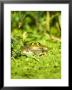 Marsh Frog, Adult, Uk by Mike Powles Limited Edition Pricing Art Print