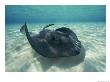 A Southern Stingray Swims Close To The Ocean Floor by Bill Curtsinger Limited Edition Print
