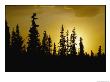 Fir Trees Silhouetted In Early Morning Sunlight At Nabesna by George F. Mobley Limited Edition Print