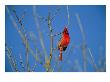 A Male Cardinal Sings In A Suburban Omaha Tree by Joel Sartore Limited Edition Pricing Art Print
