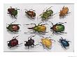 Various Kinds Of Beetles by Edwin L. Wisherd Limited Edition Pricing Art Print