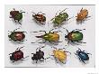 Various Kinds Of Beetles by Edwin L. Wisherd Limited Edition Print