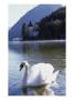 Swan, Lake Grundlesee, Austria by Elfi Kluck Limited Edition Print