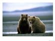 Grizzly Bear Cubs Pose For The Camera by Joel Sartore Limited Edition Pricing Art Print