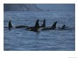 Fins Of A School Of Killer Whales Rise Above The Water by Karen Kasmauski Limited Edition Print