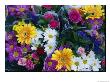 Bouquets Of Colorful Flowers For Sale by Todd Gipstein Limited Edition Print