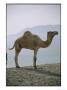 Dromedary Camel Near Neweiba Oasis by Richard Nowitz Limited Edition Print