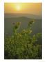 Eastern Redbud Tree Grows On Ravens Roost Overlook by Raymond Gehman Limited Edition Print