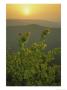 Eastern Redbud Tree Grows On Ravens Roost Overlook by Raymond Gehman Limited Edition Pricing Art Print