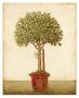 Ginkgo Topiary by Xavier Limited Edition Pricing Art Print