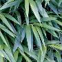 Bamboo Leaves by Jan Lens Limited Edition Print