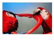 Detail Of Two Scarlet Macaw (Ara Macao), U.S.A. by Mark Newman Limited Edition Print