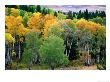 Aspen Trees In Autumn, Yellowstone National Park, U.S.A. by Christer Fredriksson Limited Edition Print