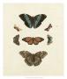 Butterflies Iv by George Wolfgang Knorr Limited Edition Print