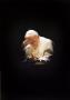 Papst Paul Ii by P. Grist Limited Edition Print