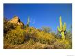 Saguaro Cacti, Wildflowers And A Blue Sky by Raul Touzon Limited Edition Print