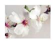 Bouquet De Fleurs D'amandier by Amelie Vuillon Limited Edition Pricing Art Print