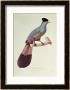 Great Touraco by Jacques Barraband Limited Edition Print