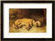 A Border Terrier Puppy by Philip Eustace Stretton Limited Edition Print