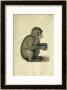 A Monkey by Albrecht Dürer Limited Edition Pricing Art Print