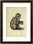 A Monkey by Albrecht Durer Limited Edition Pricing Art Print