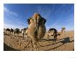 Nose To Nose With A Camel, The Photographer Peter Zooms In For A Little Fun by Peter Carsten Limited Edition Print