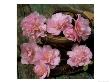 Pale Pink Camellia Flowers With Small Garden Trug And Secateurs On Rustic Table by James Guilliam Limited Edition Print